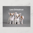 Suche nach niedlicher chihuahua postkarten Jede person