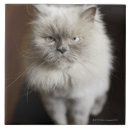 Suche nach gereizt Tiere