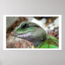 Suche nach chinesische tiere poster Drachen