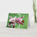Suche nach stargazerlilie Lilien