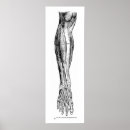 Suche nach menschliches bein poster Anatomie