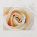 Suche nach apricot postkarten Rose