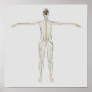 Suche nach nerven poster Anatomie