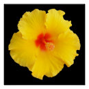 Suche nach gelber hibiskus poster Jede person