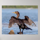 Suche nach kormoran poster Natur