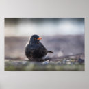 Suche nach amsel poster Tier