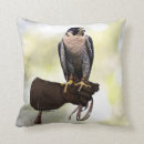 Suche nach wanderfalke Illustration