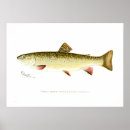 Suche nach bachforelle poster Vintag