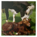 Suche nach kalb fliesen Landwirtschaft