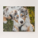 Suche nach australian shepherd puzzle Australischer schäferhund