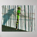 Suche nach libellen poster Für sie