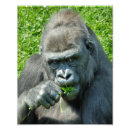 Suche nach lustiger gorilla poster Natur