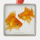 Suche nach goldfische ornamente Schwimmen
