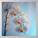 Suche nach phalaenopsis poster Blüten
