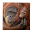 Suche nach orang utans untersetzer Wild lebende tiere