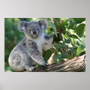 Suche nach australisches tier poster Koala