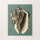 Suche nach küsten puzzle Muschel