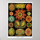 Suche nach ascidiae poster Natur