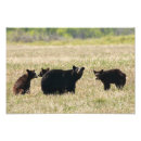 Suche nach bärenjunges poster Wildtiere