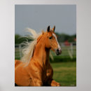 Suche nach pferdeschlitten poster Hengst