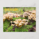 Suche nach pilz postkarten Herbst