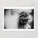 Suche nach huhn postkarten Nutztier