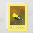 Suche nach singvögel einladungen Vogelvogel