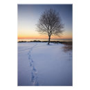 Suche nach einsamer baum poster Silhouette