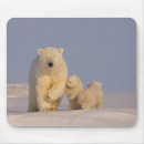 Suche nach ursus maritimus mousepads Nordamerika