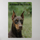 Suche nach doberman poster Hund