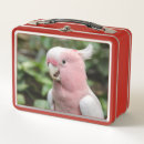 Suche nach papagei brotdosen Vogelvogel