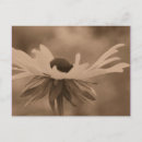 Suche nach sepia blume postkarten Elegant