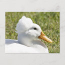 Suche nach weiße ente postkarten Tiere