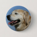 Suche nach gold überzogen buttons Retriever golden