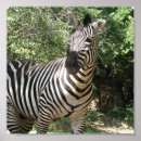 Suche nach zebras poster Wildtier