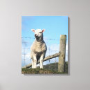 Suche nach wales leinwandbilder Tiere