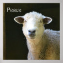 Suche nach niedliches lamm poster Nutztier