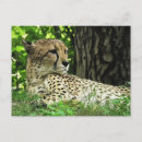 Suche nach acinonyx jubatus postkarten Wildkatze