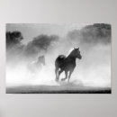 Suche nach schwarze pferde poster Rennen