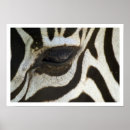 Suche nach zebrastreifen poster Foto