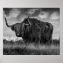 Suche nach scotland poster Kuh
