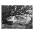 Suche nach naturlandschaft poster Baum