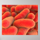 Suche nach bacteria poster Digitally generated image