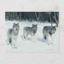 Suche nach schneebedeckter wald postkarten Wildtiere