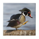 Suche nach baumstamm fliesen Vogel