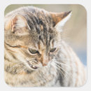 Suche nach schöne katzen aufkleber Niedlich