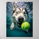 Suche nach sibirischer husky poster Hund