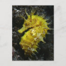 Suche nach hippocampus postkarten Strand