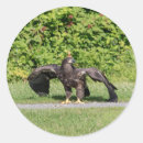 Suche nach weißkopfseeadler aufkleber Raubvögel