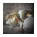 Suche nach collie fliesen Tiere